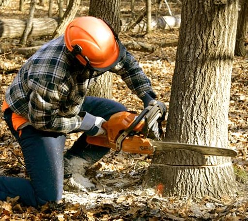 Tree Removal in Bunker Hill, IL